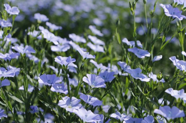 亜麻の花