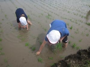 田植え