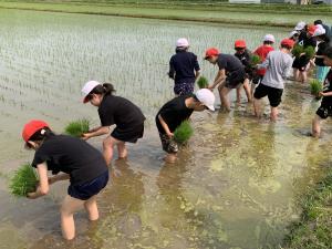 田植え２