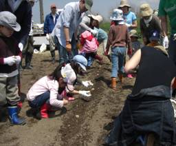 いもの植え付けの様子